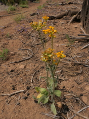 Senecio integerrimus exaltatus