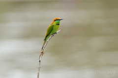 Merops orientalis ferrugeiceps