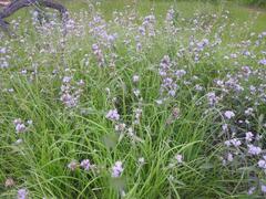 Cyanotis longifolia