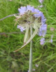 Cyanotis longifolia