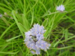 Cyanotis longifolia
