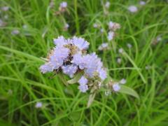 Cyanotis longifolia