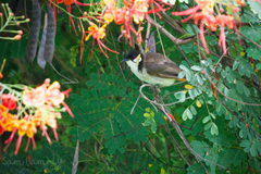 Pycnonotus jocosus pattani