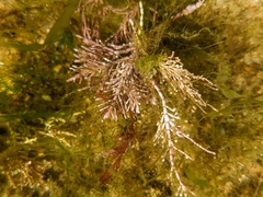 Corallina officinalis