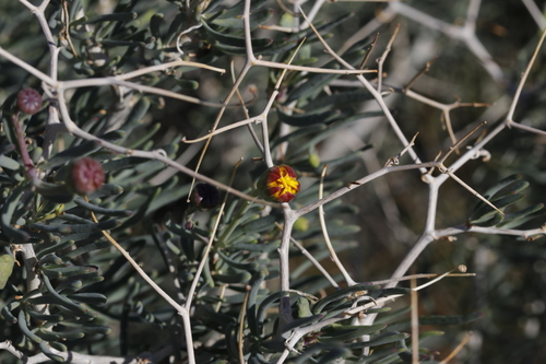 Othonna spinescens