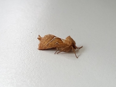 Triodia sylvina