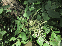 Rhus javanica