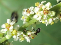 Rhus javanica