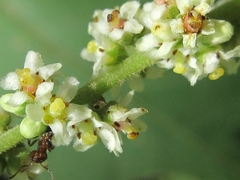Rhus javanica