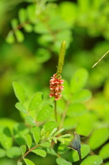Indigofera hirsuta
