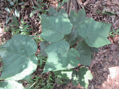 Alangium platanifolium