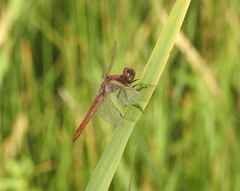 Libellula pontica