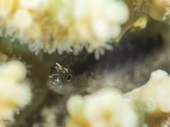 Asterropteryx semipunctata