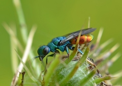 Hedychrum gerstaeckeri
