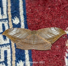 Dalima schistacearia