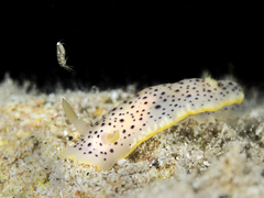 Chromodoris baqe