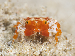 Lophozozymus pulchellus