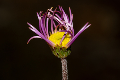 Olearia ciliata