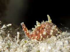 Trivirostra triticum