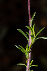 Olearia ciliata