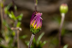 Olearia ciliata