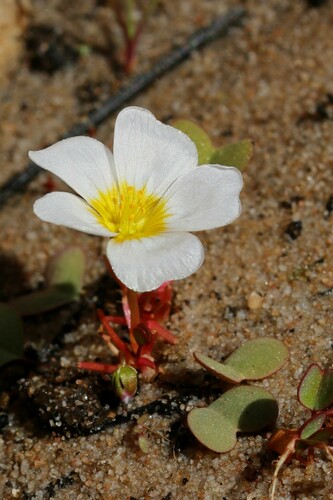 Oxalis dregei (Oxalis dregei)