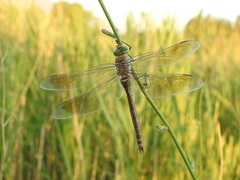 Anax parthenope