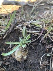Albuca setosa