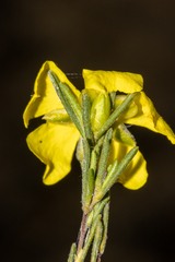 Hibbertia virgata
