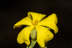 Hibbertia virgata