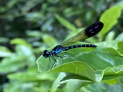 Heliocypha perforata