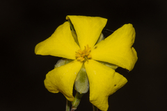Hibbertia virgata