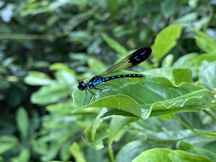 Heliocypha perforata