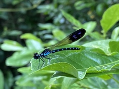 Heliocypha perforata