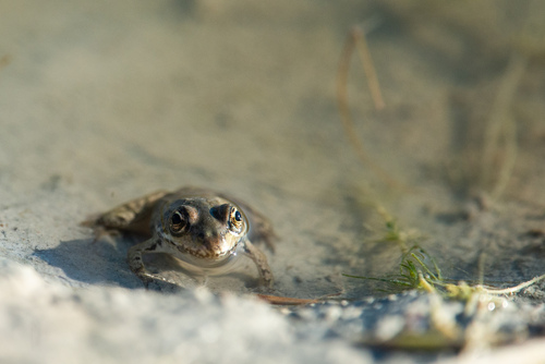 Seefrosch