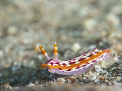 Hypselodoris yarae