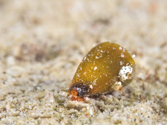 Conus sanguinolentus