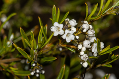 Logania linifolia