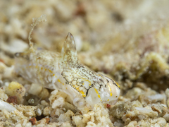 Philinopsis speciosa