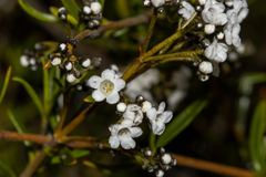 Logania linifolia
