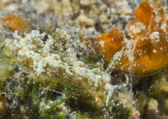 Limenandra rosanae