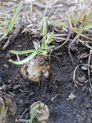 Albuca setosa