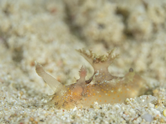 Plocamopherus indicus