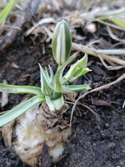 Albuca setosa