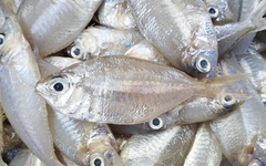 Pentaprion longimanus