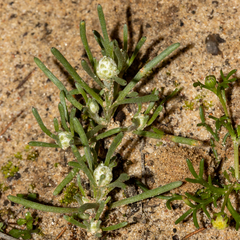 Blennospora drummondii