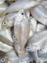 Pentaprion longimanus