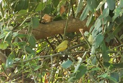 Zosterops anderssoni tongensis