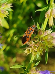 Corizus hyoscyami