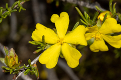 Hibbertia virgata